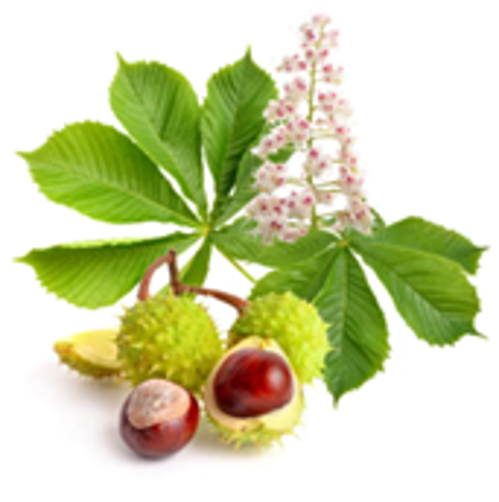 Экстракт конского каштана