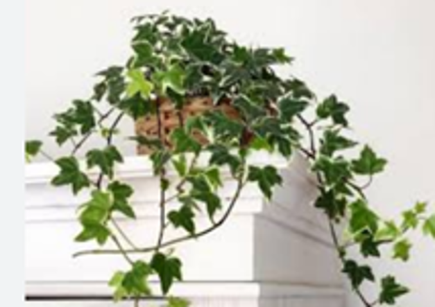 Экстракт плюща